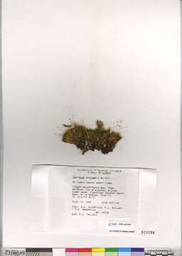 Image of dicranum moss