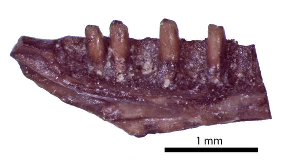 صورة Apodosauriscus minutus Gauthier 1982