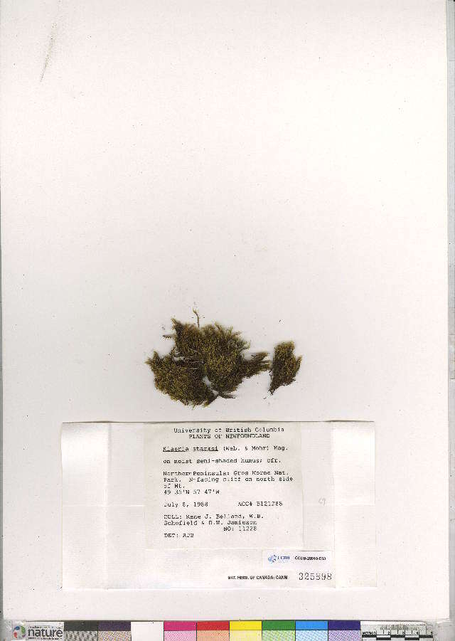 Image of kiaeria moss