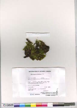 Image of dicranum moss