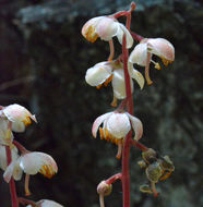 Image of whiteveined wintergreen