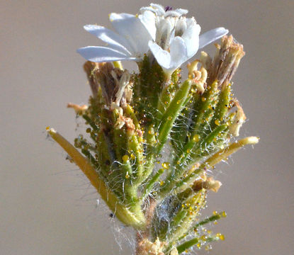 Image de Calycadenia multiglandulosa DC.