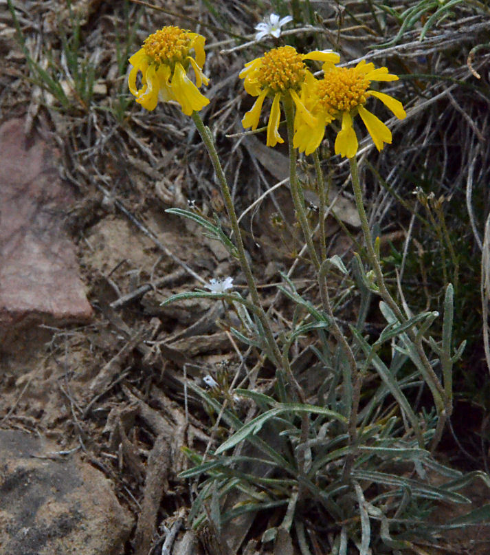 Imagem de Hymenoxys cooperi (A. Gray) Cockerell