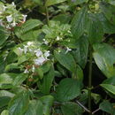 Phyllostegia brevidens A. Gray resmi