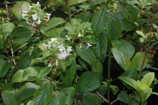 Image of Mauna Kea phyllostegia