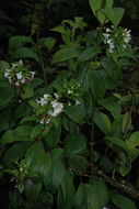 Phyllostegia brevidens A. Gray resmi