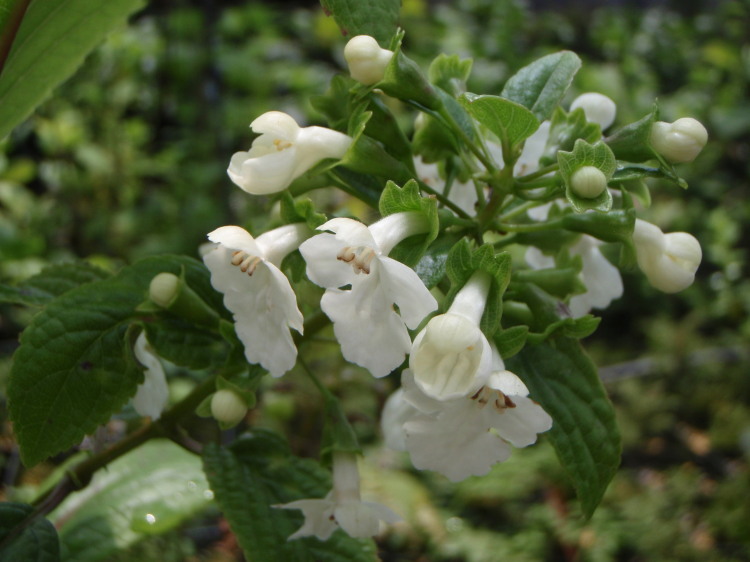 Phyllostegia brevidens A. Gray resmi