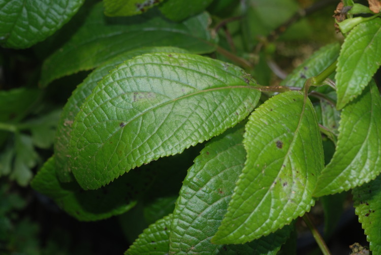 Phyllostegia brevidens A. Gray resmi