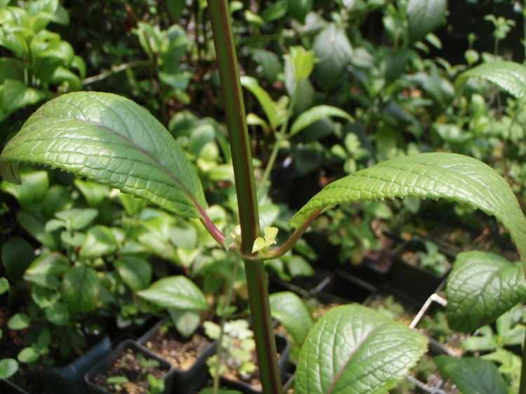 Phyllostegia brevidens A. Gray resmi