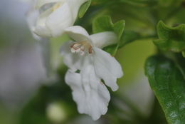 Image of Mauna Kea phyllostegia