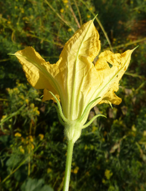 Image of field pumpkin