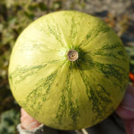 Image of field pumpkin