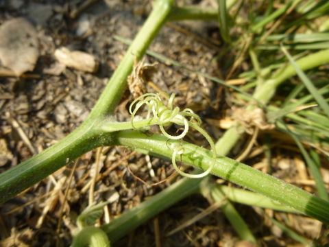 Image of field pumpkin