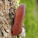 Image of ear fungus