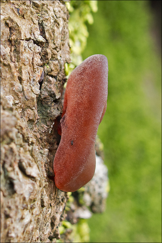 Image of ear fungus