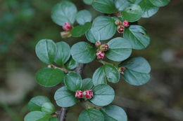 صورة Cotoneaster apiculatus Rehd. & E. H. Wilson