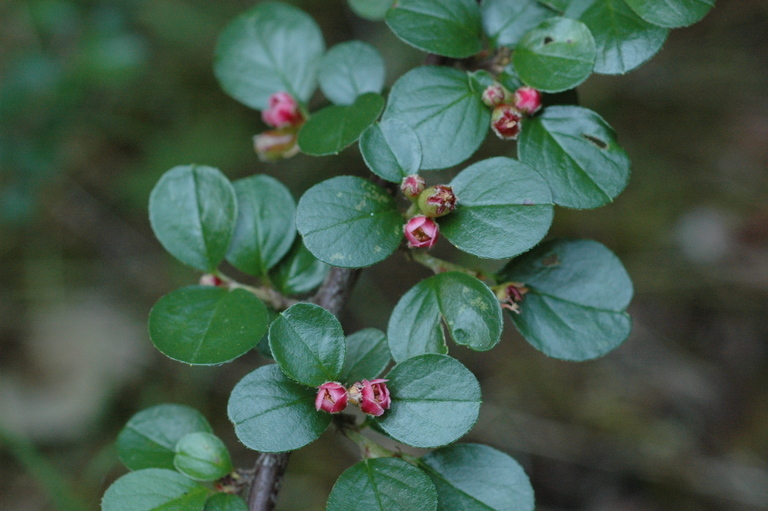 صورة Cotoneaster apiculatus Rehd. & E. H. Wilson