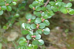 صورة Cotoneaster apiculatus Rehd. & E. H. Wilson