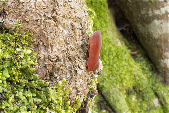 Image of Auricularia auricula-judae (Bull.) Quél. 1886