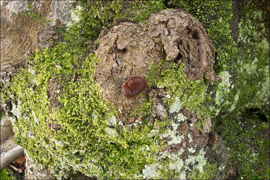 Image of ear fungus