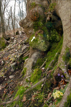 Image of ear fungus