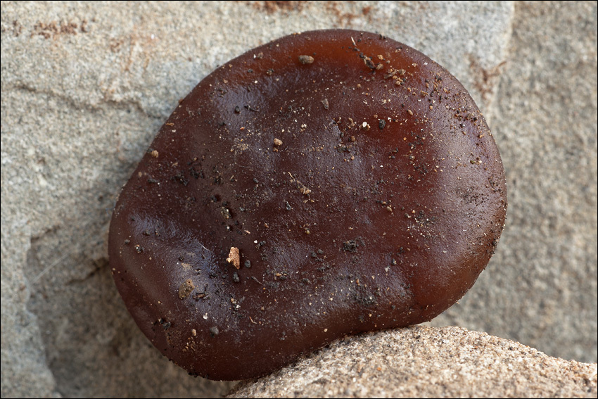 Image of ear fungus