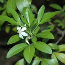 Image of Mexican orange