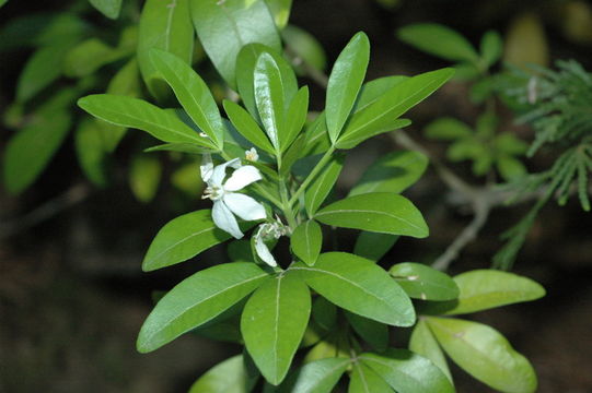 Image of Mexican Orange Blossom