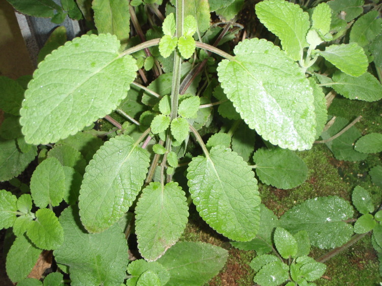 Phyllostegia racemosa Benth. resmi