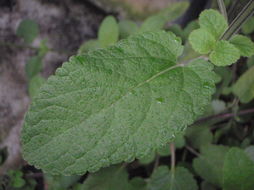 Phyllostegia racemosa Benth. resmi