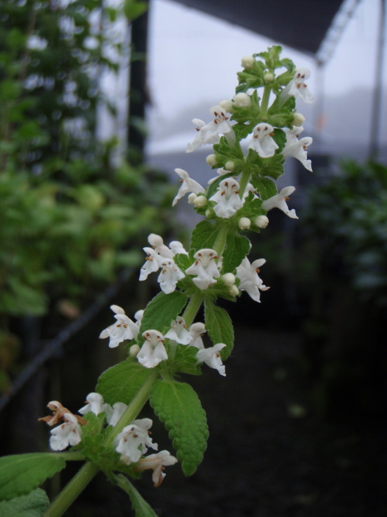 Phyllostegia racemosa Benth. resmi