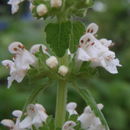 Слика од Phyllostegia racemosa Benth.
