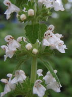 Phyllostegia racemosa Benth. resmi