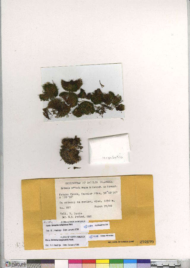 Image of grimmia dry rock moss