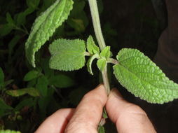 Image of velvet phyllostegia