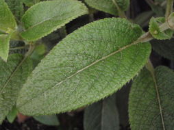 Image of velvet phyllostegia
