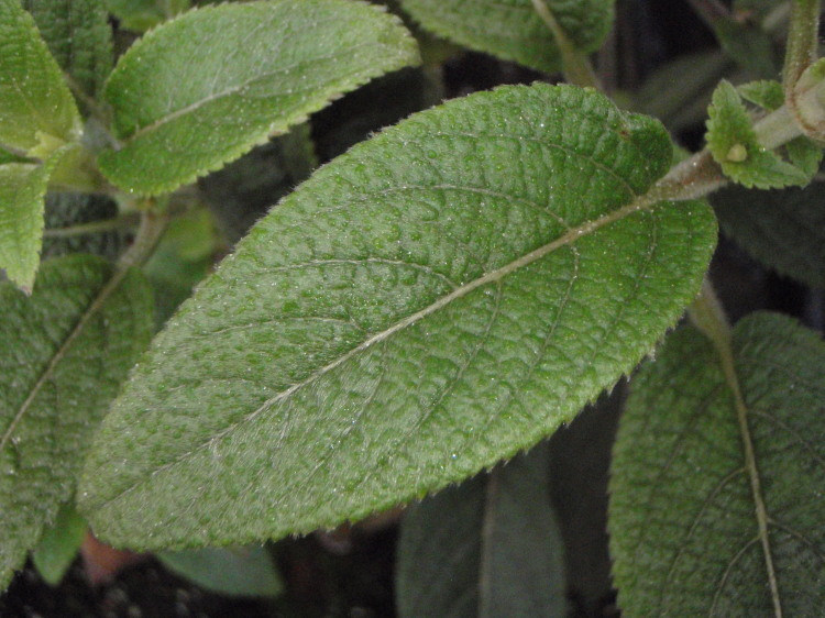 Phyllostegia velutina (Sherff) H. St. John resmi