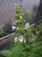 Image of velvet phyllostegia