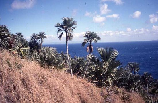 Image of Blue latan palm