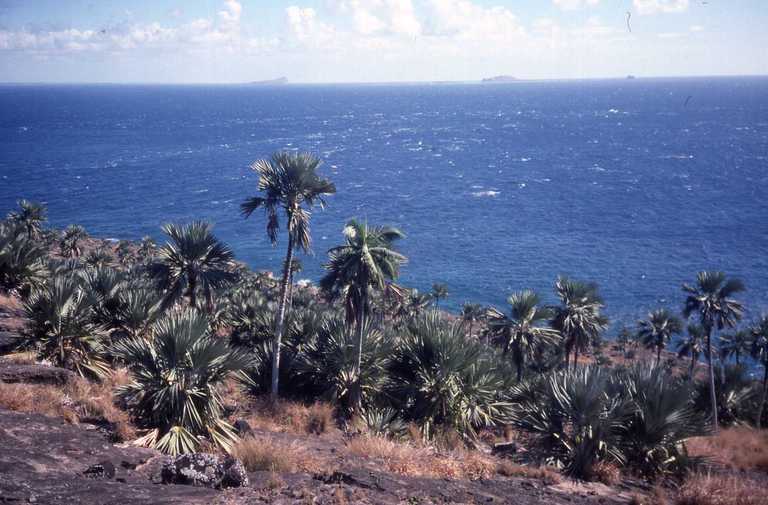 Image of Blue latan palm