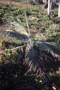 Image of Dictyosperma album (Bory) Scheff.