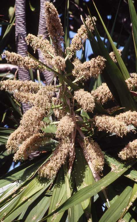 Image of Dracaena concinna Kunth