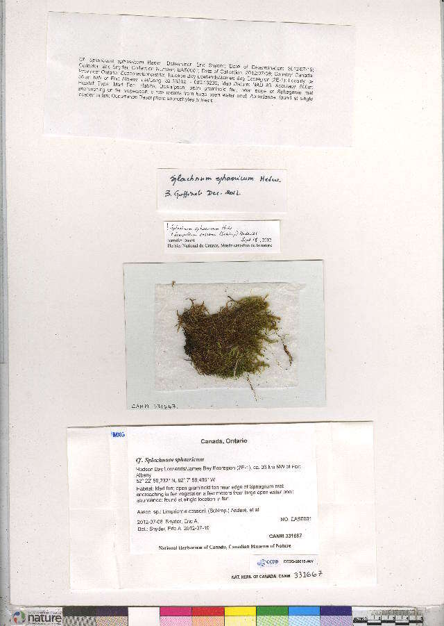 Image of dung-moss family