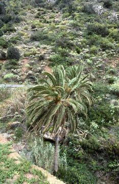 Image de Phoenix canariensis H. Wildpret