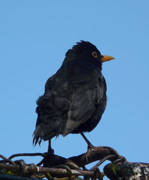 Image of Blackbird