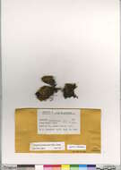 Image of tayloria dung moss
