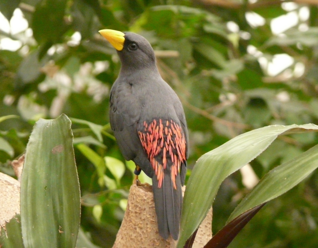 Scissirostrum dubium (Latham 1801) resmi