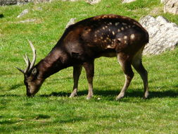 Image of Phillipine Spotted Deer