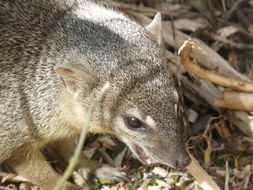 Imagem de Mungotictis decemlineata (Grandidier 1867)