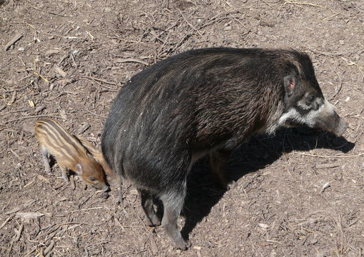 Image of Visayan Warty Pig